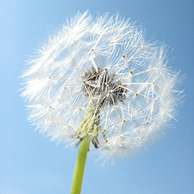 Pusteblume